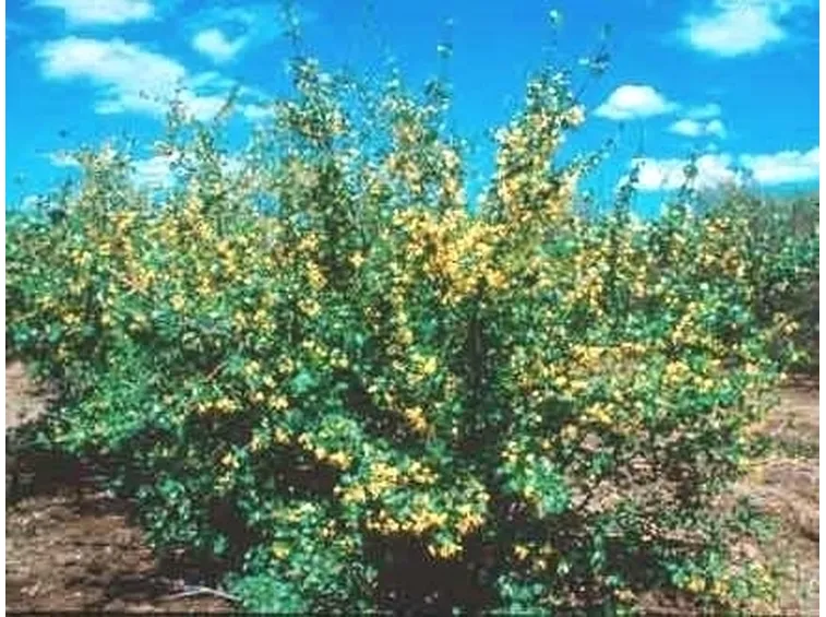 Ribes