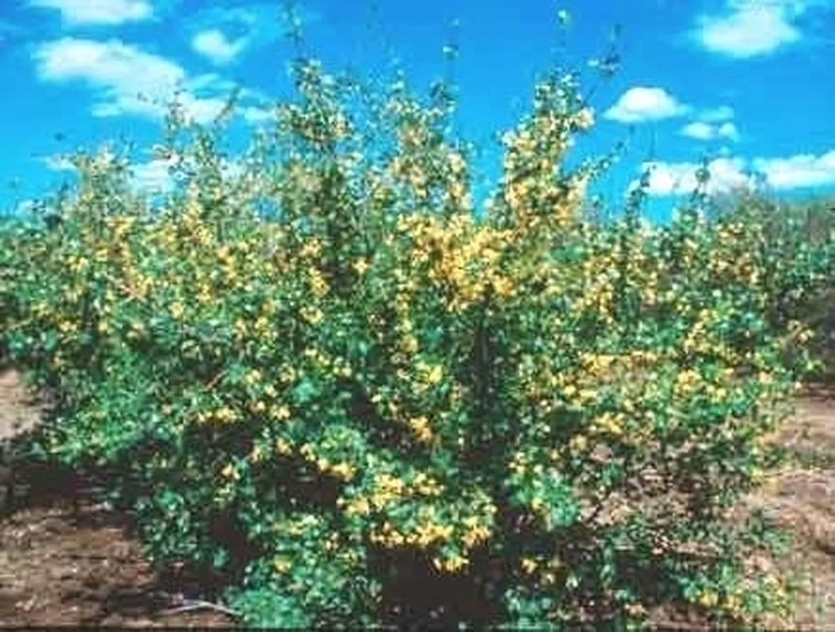 Ribes