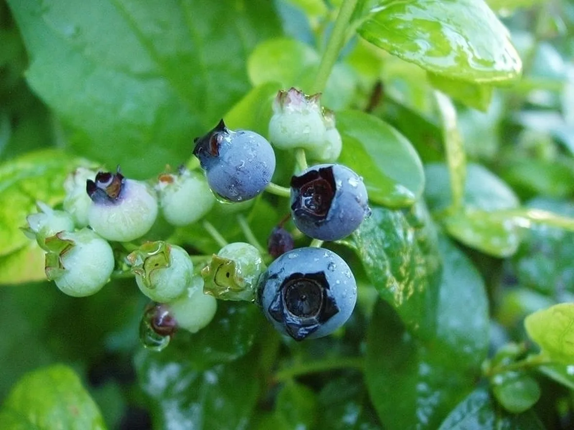 Ricetta per il succo di mirtillo fai-da-te