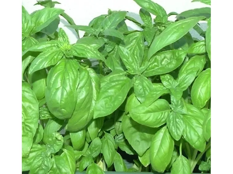 Basilico-14