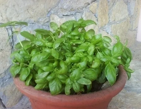 Basilico-24