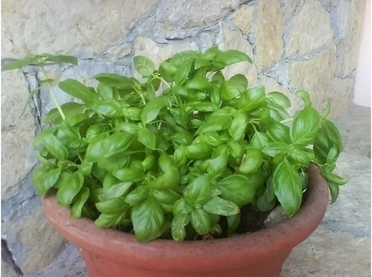 Basilico-24