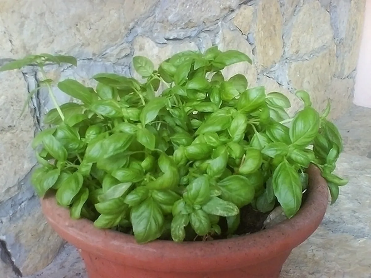 Basilico-24