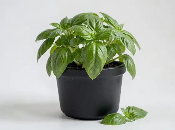 Basilico