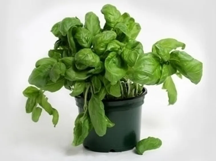 Basilico