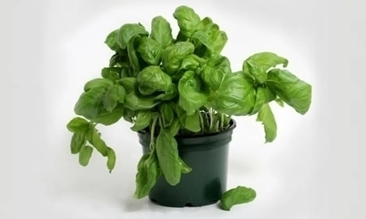 Basilico
