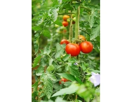 Caratteristiche del pomodoro