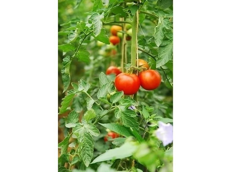 Caratteristiche del pomodoro