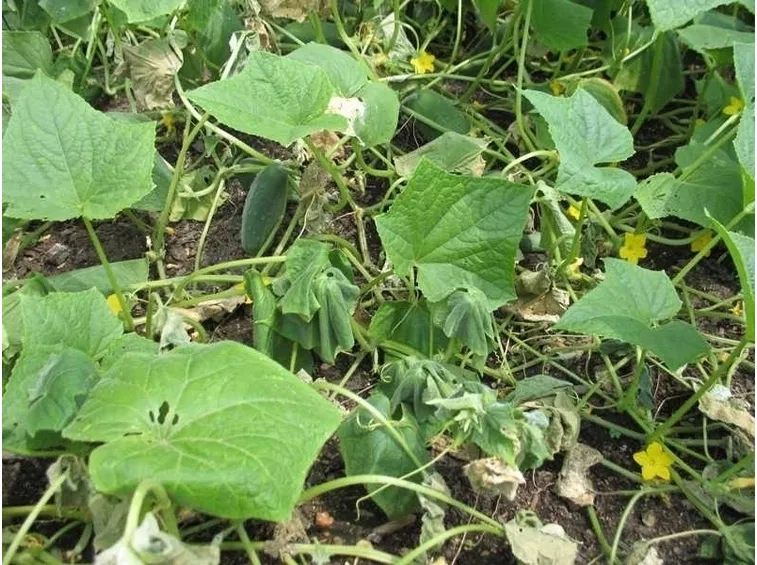 Cetriolo-13