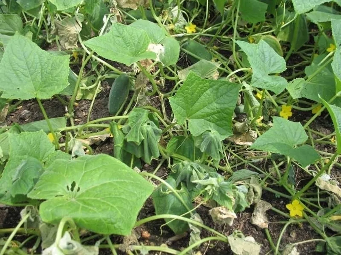 Cetriolo-13