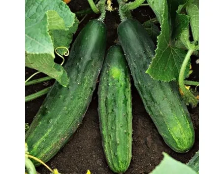 Cetriolo-17