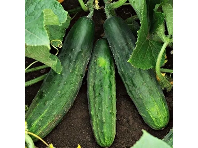 Cetriolo-17