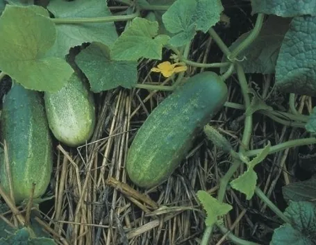 Cetriolo-19