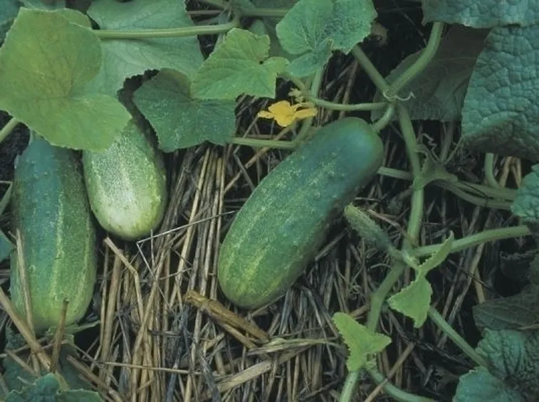 Cetriolo-19
