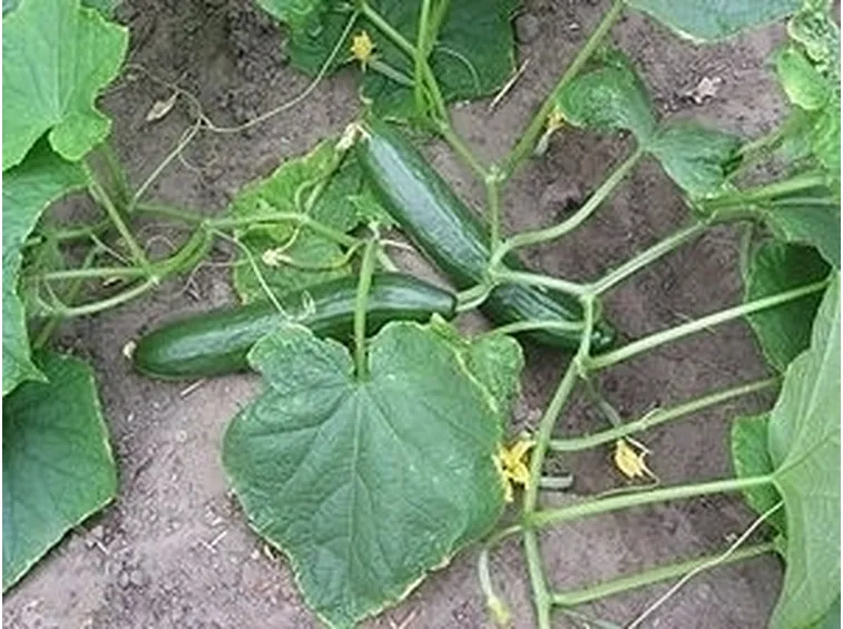 Cetriolo-24