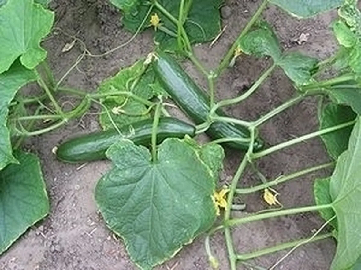 Cetriolo-24