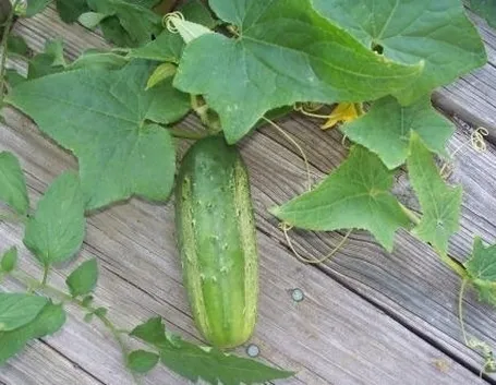 Cetriolo-27
