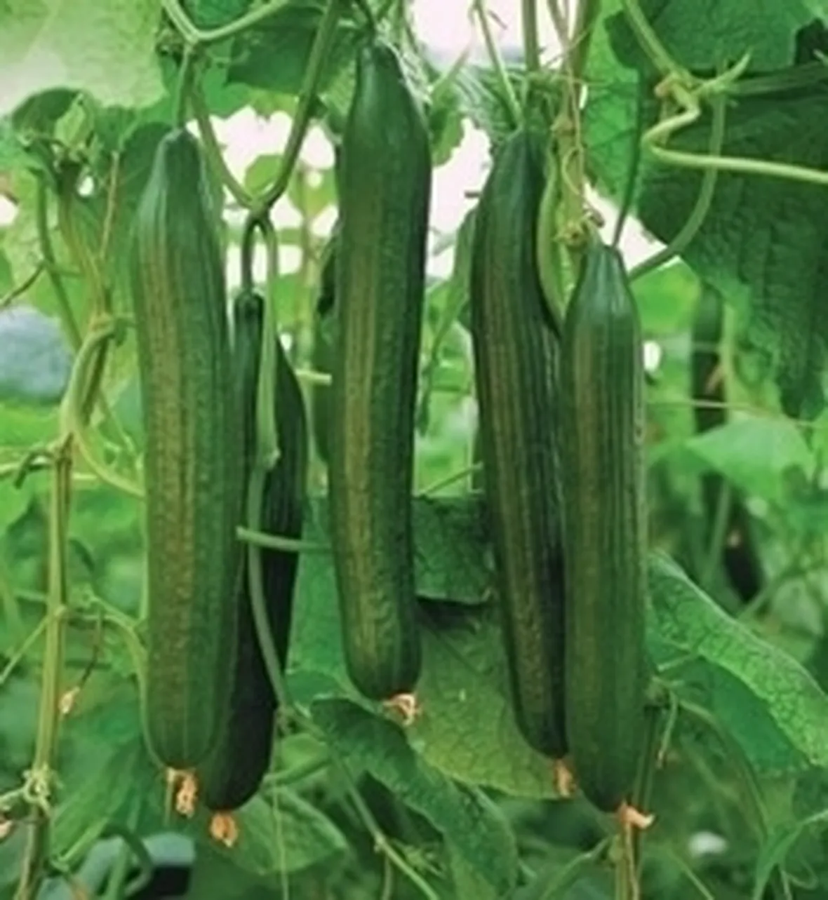 Cimatura del cetriolo
