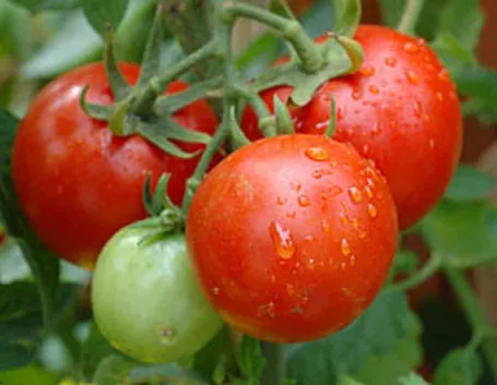 Coltivare il pomodoro