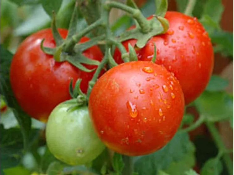 Coltivare il pomodoro