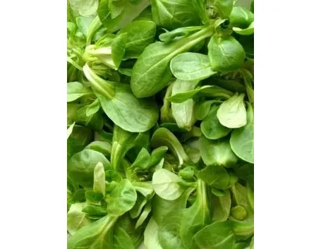 Coltivare insalata