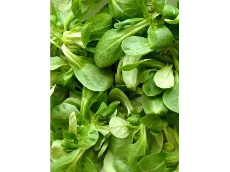 Coltivare insalata