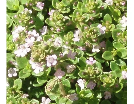 Come coltivare il senecio marittimo 
