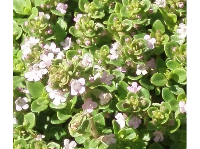 Come coltivare il senecio marittimo 