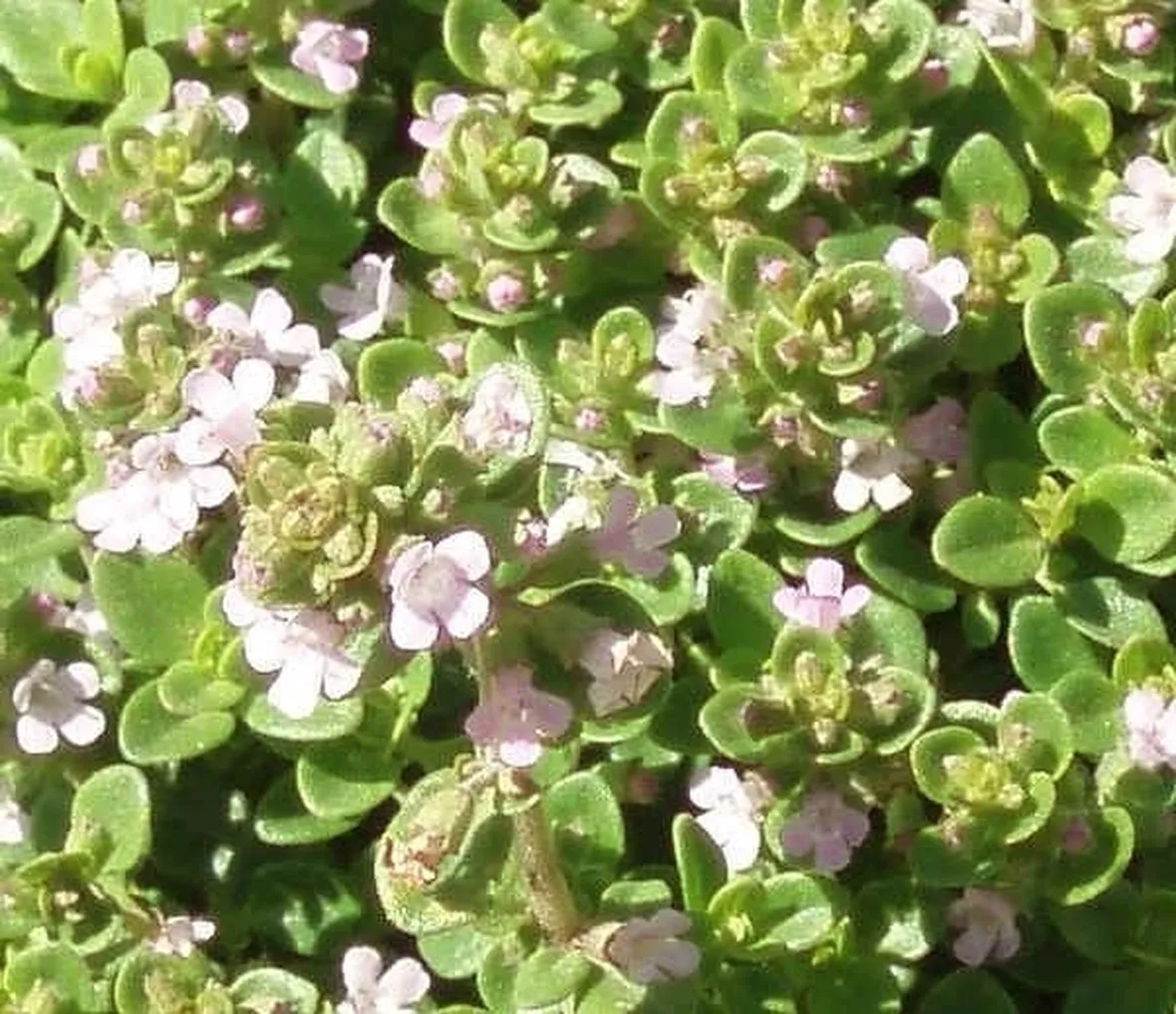 Come coltivare il senecio marittimo 