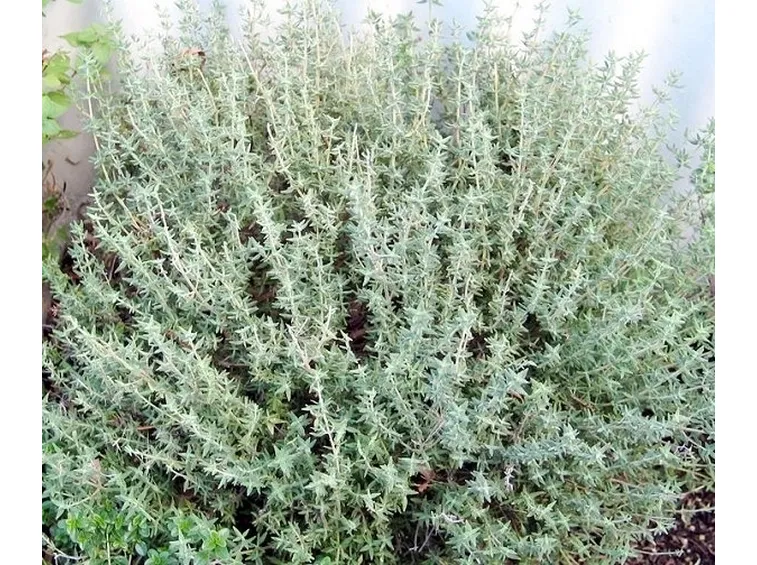 Come fare l'olio essenziale di timo