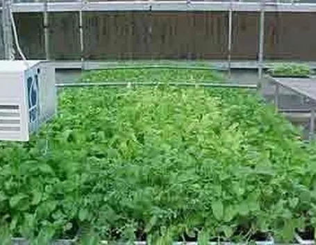 Domanda: la rucola va trapiantata? 