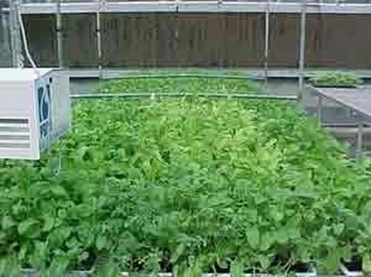 Domanda: la rucola va trapiantata? 