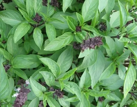 Erbe aromatiche elenco: il basilico