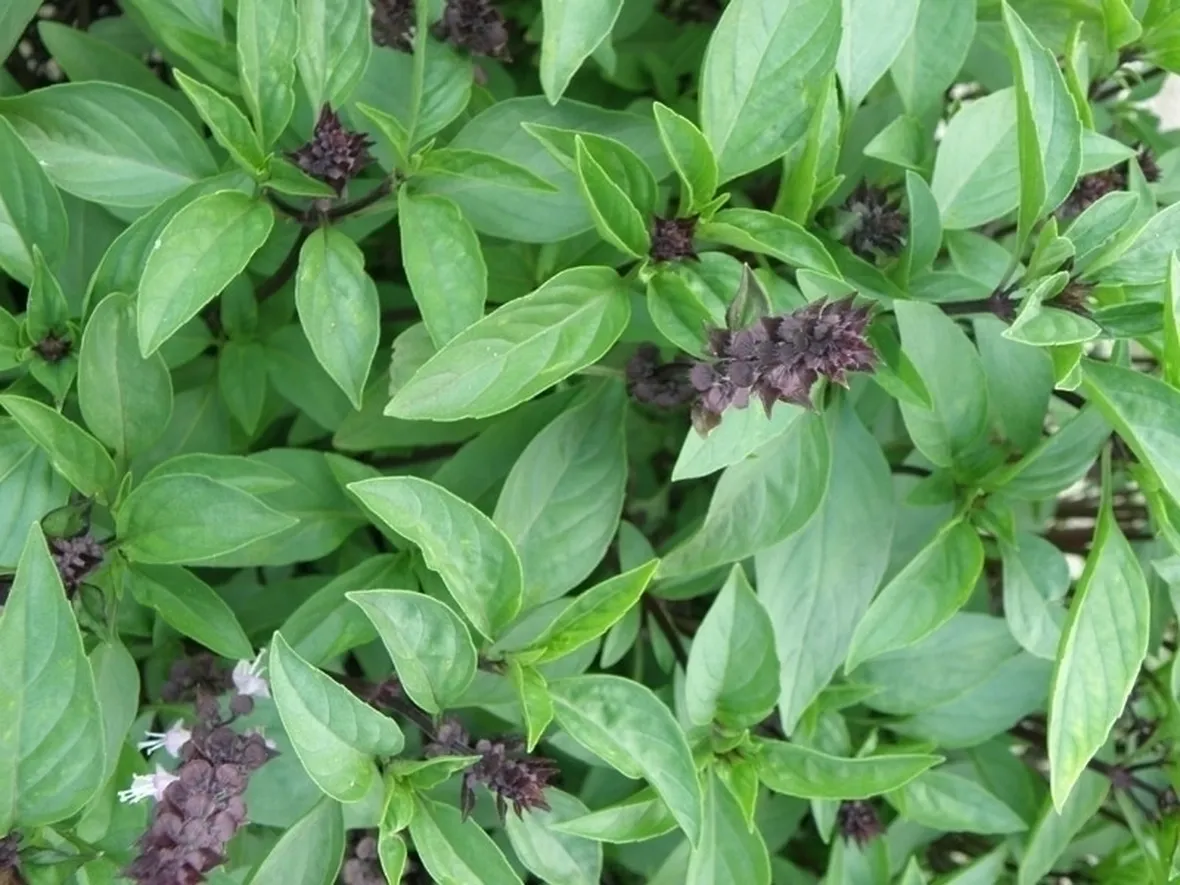 Erbe aromatiche elenco: il basilico