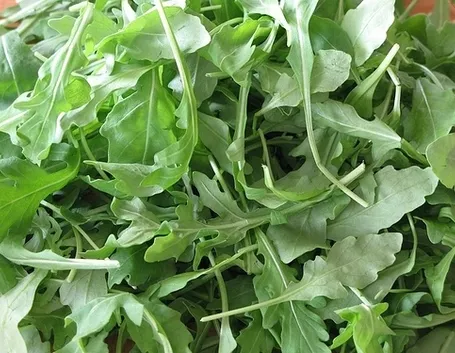 Esposizione e terreno rucola