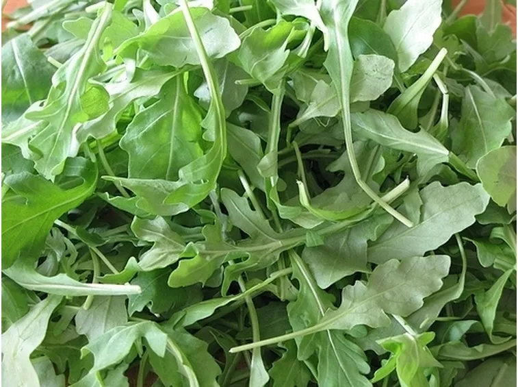Esposizione e terreno rucola