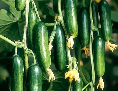 Il cetriolo e la dieta