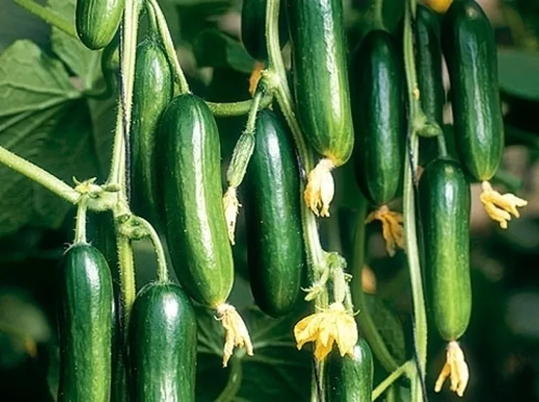 Il cetriolo e la dieta