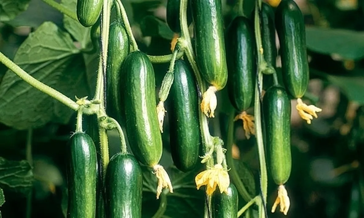 Il cetriolo e la dieta
