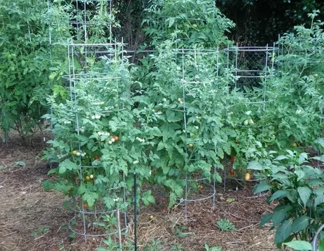Il pomodoro chilo