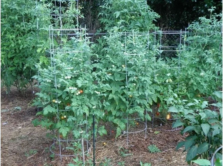 Il pomodoro chilo