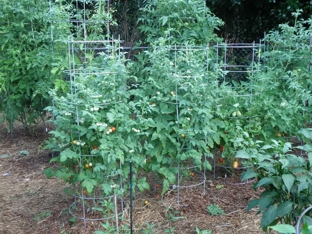 Il pomodoro chilo