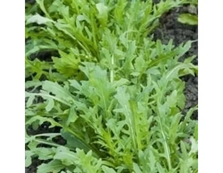 insalata-11