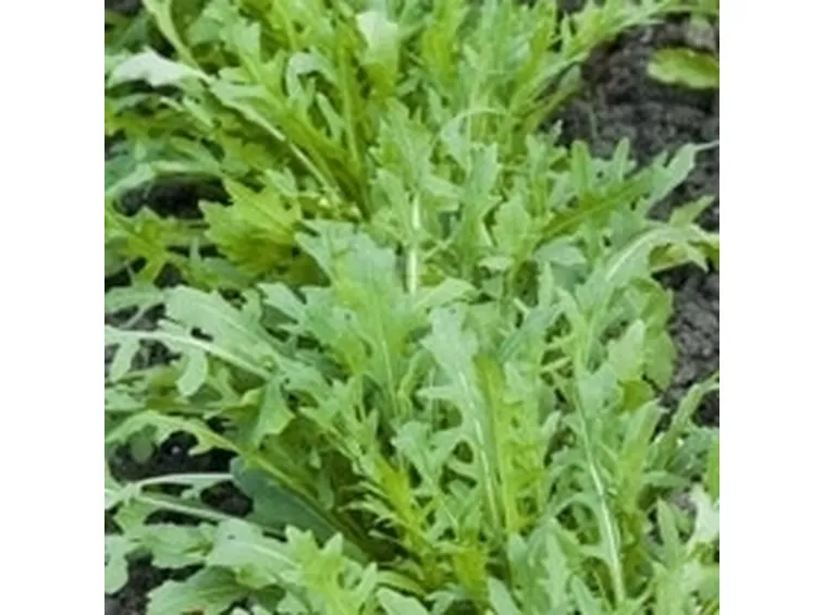 insalata-11