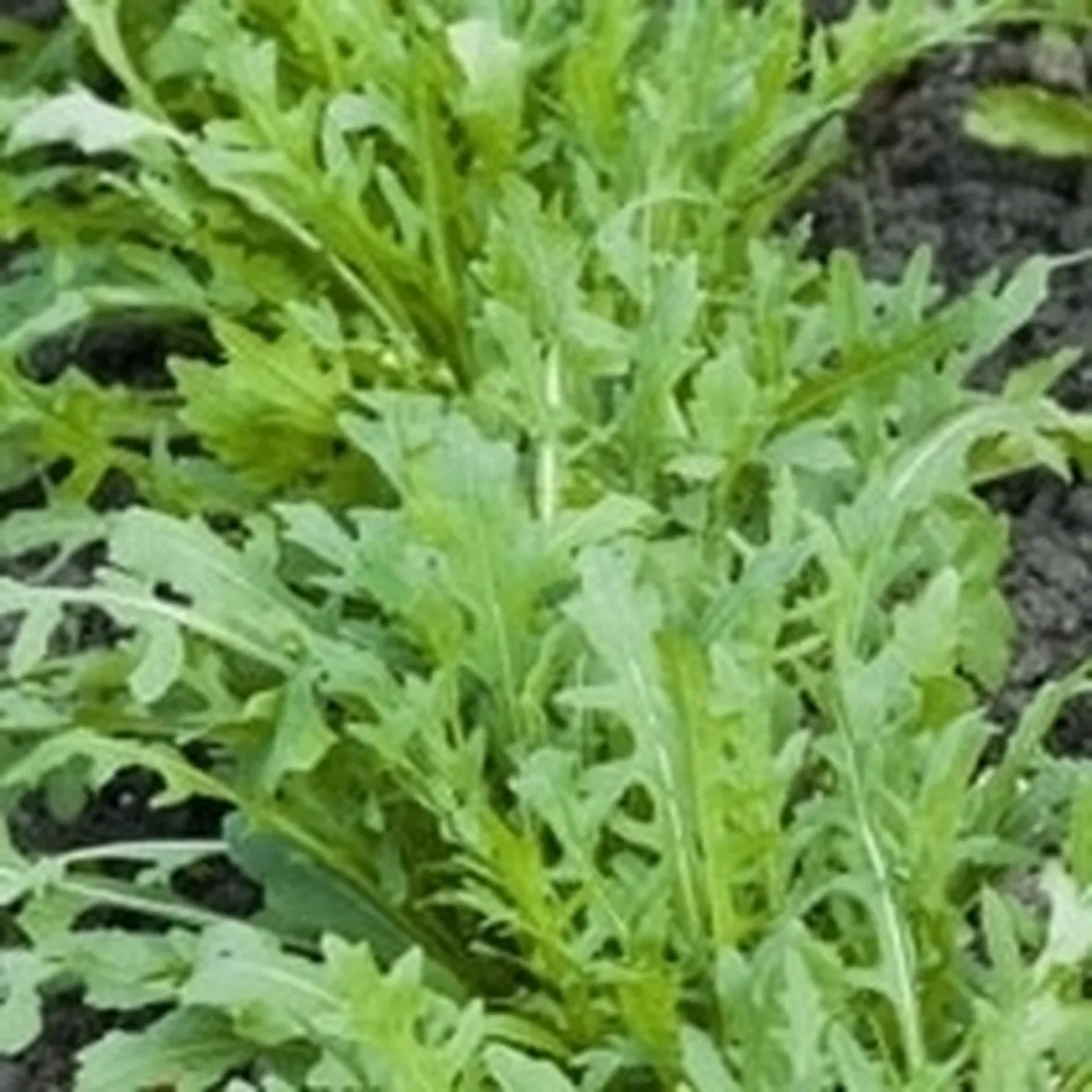 insalata-11
