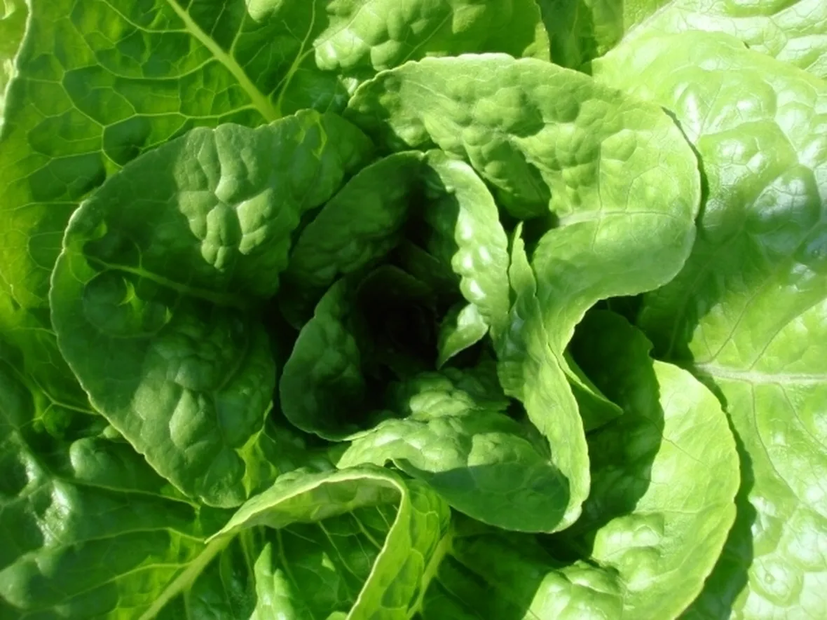 insalata-16