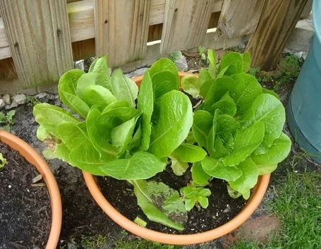insalata-20