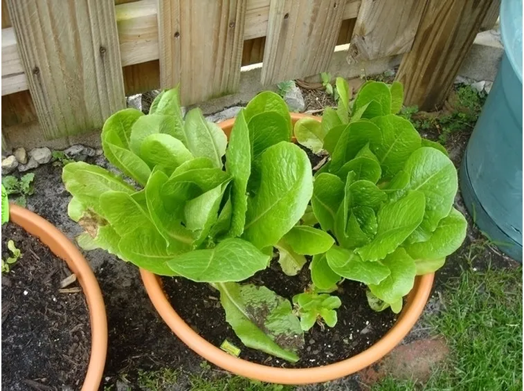 insalata-20