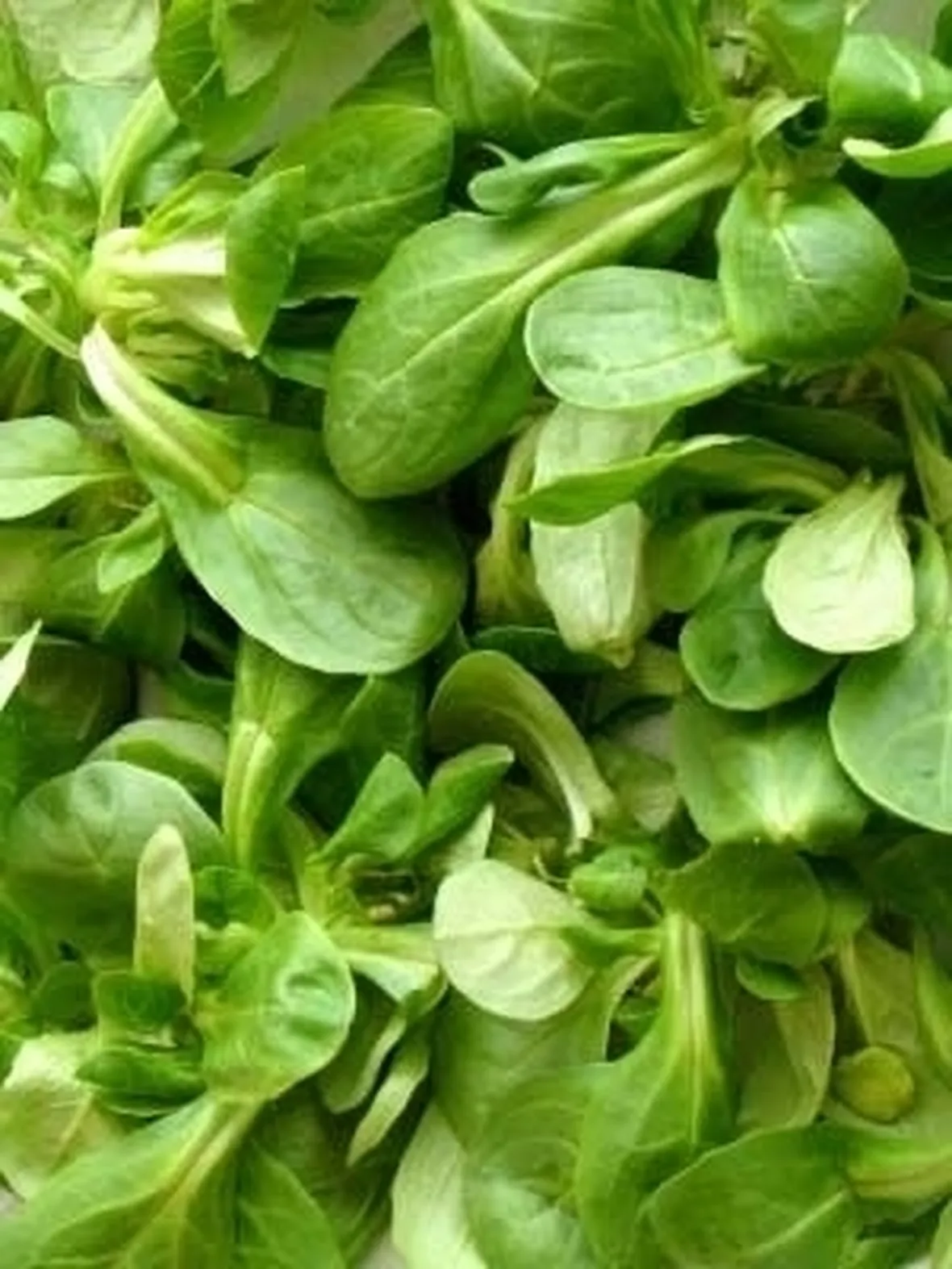 insalata-22
