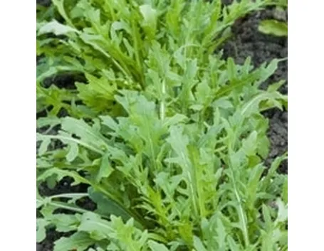 insalata-26